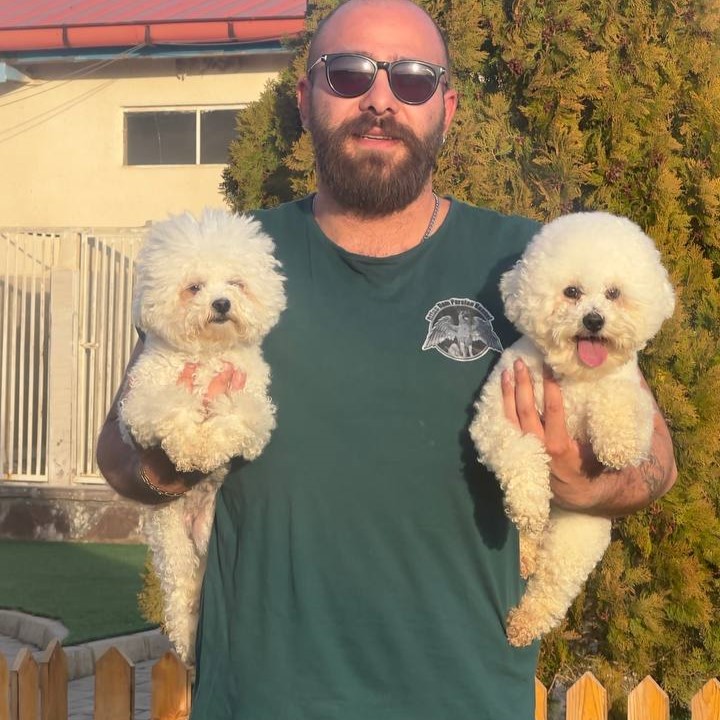 مولد نژاد بیشان فریزی ژوفی(Jufi)